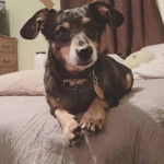 Un Dorkie allongé sur un lit avec qui porte une médaille verte autour du cou