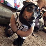 Photo d’un Dorkie couvert par un ensemble et debout sur un tapis.