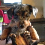 Un petit Dorkie bicolore qui semble avoir été soulevé du sol et qui fixe la caméra.