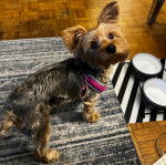Un petit Dorkie au pelage roux, debout et fixant la caméra avec un porte-laisse rose autour du cou.