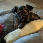 Un petit Dorkie bicolore assis dans une couchette pour chien