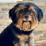 Gros plan d'un Dorkie bicolore et qui fixe la caméra la gueule légèrement ouverte