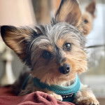 Un Dorkie allongé sur un canapé avec un collier bleu autour du cou.