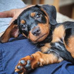 Un Dorkie noir et fauve allongé sur son propriétaire et fixant la caméra