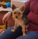 Un Dorkie bicolore qui fixe la caméra et s’assoit sur les cuisses d’une dame