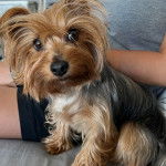 Un Dorkie au pelage tombant est assis près d’une dame sur un canapé