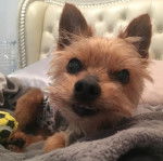 Un Dorkie allongé sur un canapé, fixant la caméra et portant une couverture.