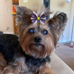  Gros plan d’un Dorkie bicolore assis sur un fauteuil et portant un nœud sur la tête.