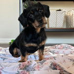 Un Dorkie bicolore assis sur un tapis et qui semble avoir faim.