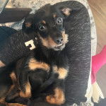 Un Dorkie noir fauve assis sur les cuisses d'une femme et qui semble jouer