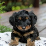 Gros plan d’un petit Dorkie noir fauve aux oreilles tombantes et qui est allongé sur un drap blanc-noir.