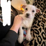 Un petit Dorkie blanc aux oreilles tombantes est assis sur le canapé et est caressé par son propriétaire.