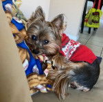 Un petit Dorkie aux oreilles dressées, vêtu d’un manteau de laine rouge.