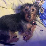 Photo montrant un Dorkie allongé sur un canapé et qui semble détendu 