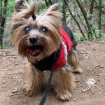 Une femelle Dorkie debout sur ses quatre pattes, habillée en laine et tenue par une laisse.