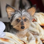 Gros plan d'un Dorkie aux oreilles tendues, allongé sur un canapé et fixant la caméra