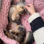 Un Dorkie couché sous une couverture rose et qui semble jouer avec son propriétaire.