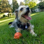 Un Dorkie bicolore allongé dans un espace gazonné, avec une médaille rose au cou et qui tire la langue.