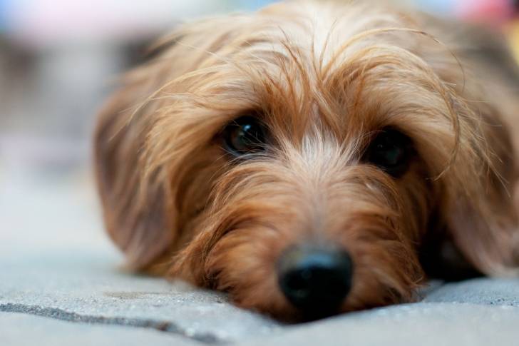 Un gros plan de la gueule d'un Dorkie au pelage fauve