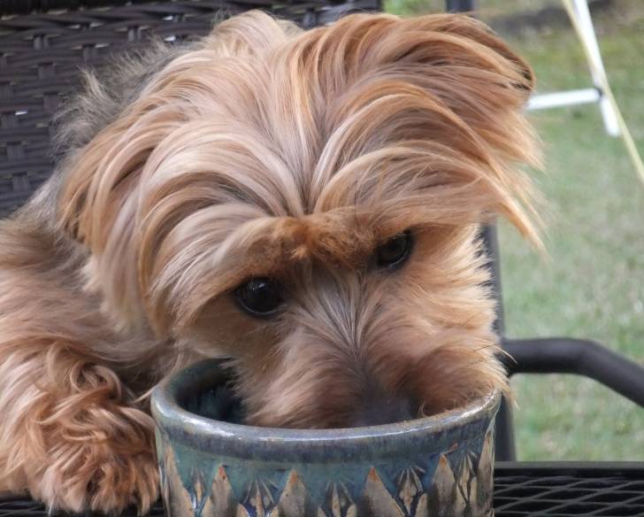 Un gros plan d'un Dorkie au pelage fauve, mangeant dans une gamelle