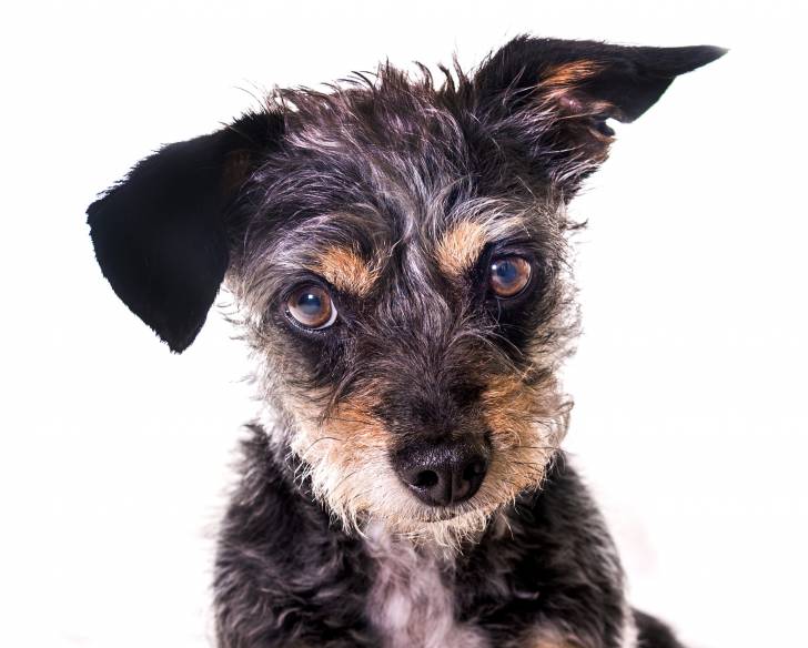 Un gros plan de la gueule d'un Dorkie au pelage tricolore noir, fauve et blanc