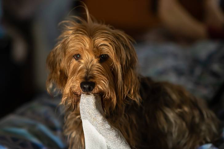 Un Dorkie au pelage fauve, tenant un doudou dans sa gueule