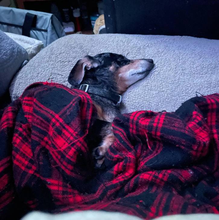 Un Dorkie couché dans un canapé sous une couverture et portant un porte-laisse en jeans