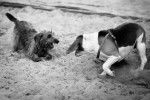 Un Dorkie jouant sur le sable avec un Beagle