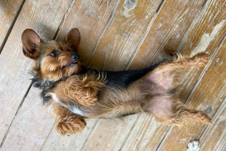 Un Dorkie au pelage tricolore fauve, blanc et noir, allongé sur le dos