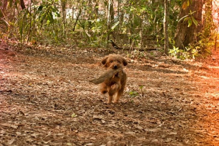Un Dorkie au pelage fauve, courant en tenant un bâton dans sa gueule