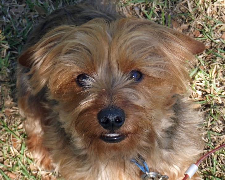 Un gros plan de la gueule d'un Dorkie au pelage fauve