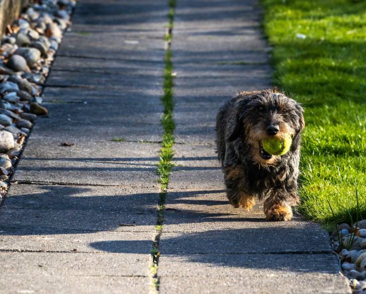 Un Dorkie au pelage noir et fauve, tenant une balle de tennis dans sa gueule.