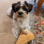 Un Schnau-Tzu de pelage noir et blanc allongé sur un tapis en posant la patte sur un jouet