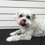 Photo montrant un Schnau-Tzu blanc allongé devant un mur blanc tout en se léchant son museau