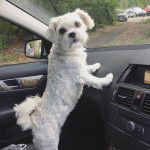 Un Schnau-Tzu de pelage blanc debout sur ses deux pattes arrières et qui semble joyeux 