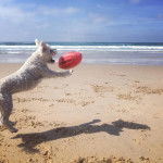 Un Schnau-Tzu de pelage blanc sautant en ouvrant sa gueule pour receptionner un ballon 