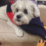 Un Schnau-Tzu de fourrure beige allongé sur le siège d'une voiture et portant une échappe au cou 