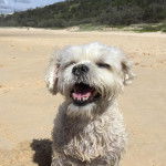 Photo en gros plan d'un Schnau-Tzu assis sur du sable fin et qui semble heureux