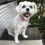 Un Schnau-Tzu de fourrure blanche assis sur une marchr en bois et portant un collier rose au cou 