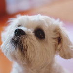 Photo en gros plan d'un Schnau-Tzu aux yeux marron et qui a un regard pensif
