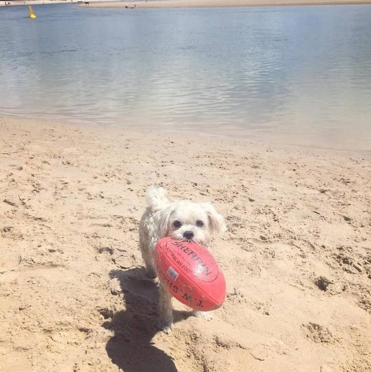 Un Schnau-Tzu de fourrure blanche debout sur du sable fin et ayant un ballon dans la gueule 