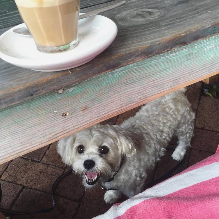 Un Schnau-Tzu de fourrure blanche debout sur ses 4 pattes sous une table en bois il a l'air heureux 