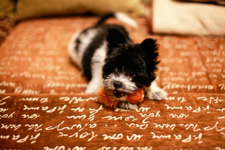 Un chiot Schnau-Tzu aux oreilles droites, au pelage noir et blanc, la tête posée sur un jouet