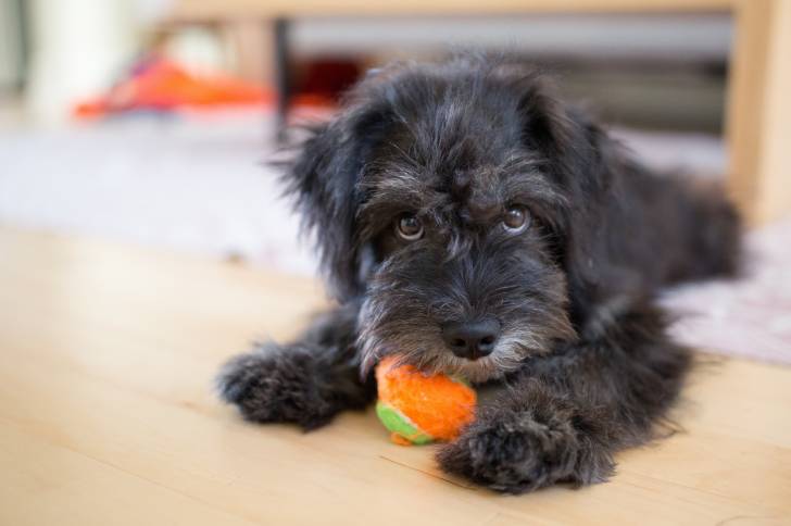 Un Schnau-Tzu au pelage noir, jouant avec une balle de tennis