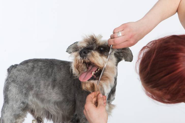 Un Schnau-Tzu au pelage gris et beige chez le toiletteur