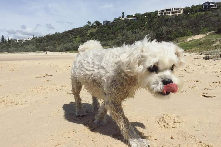 Un Schnau-Tzu blanc marchant dans du sable fin tout en léchant son museau et semblant détendu 