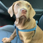 Un Rhodesian Labrador de pelage fauve, assis sur le siège d'une voiture et portant un harnais