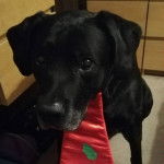 Un Rhodesian Labrador au pelage noir, assis et semblant triste