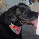 Un Rhodesian Labrador au pelage noir, assis sur un tapis et portant un foulard au cou 