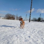 Un Rhodesian Labrador au pelage bicolore, debout sur une surface enneigée et qui est tenu en laisse